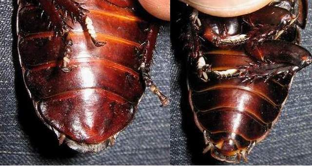 самка и самец черного таракана